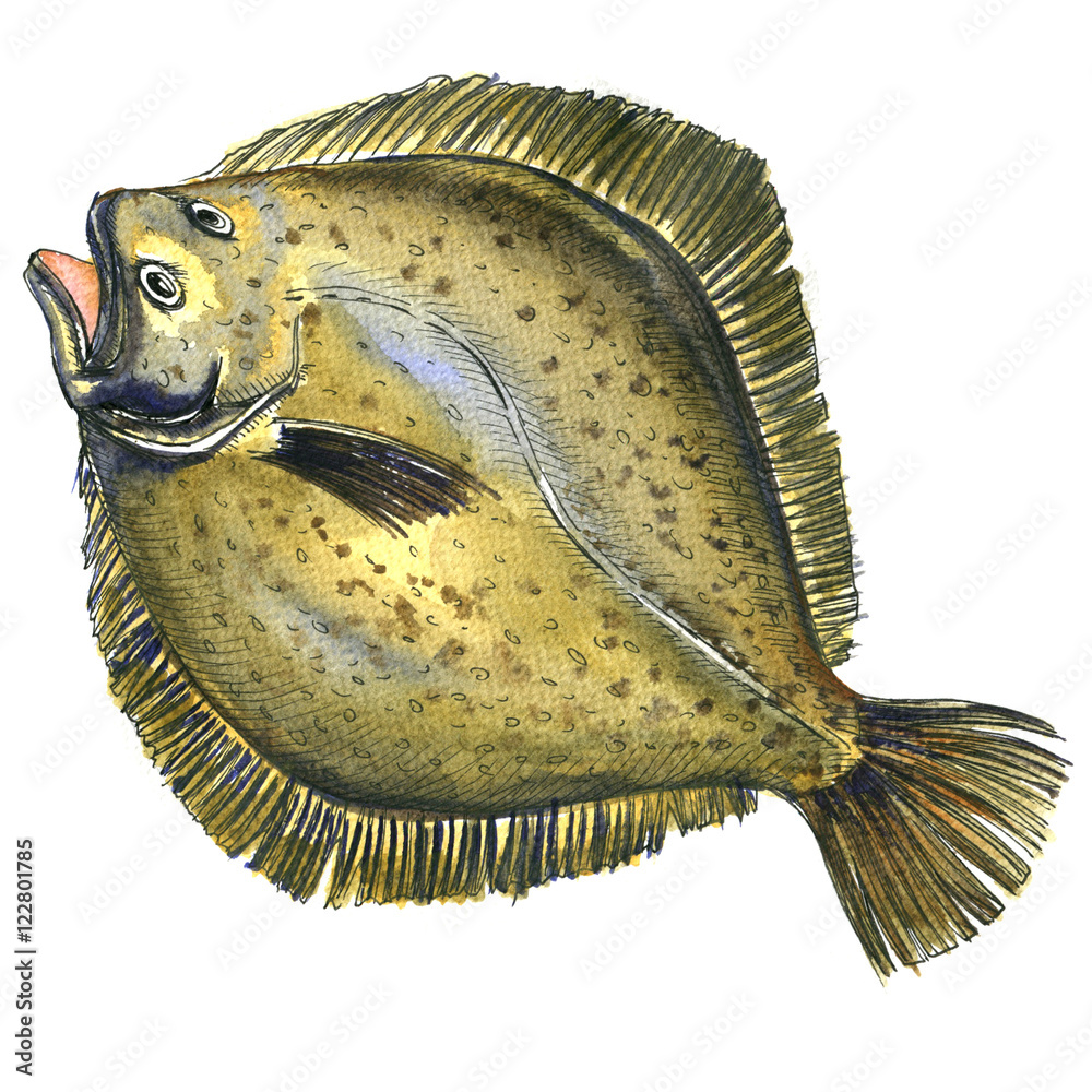 Whole Fresh Raw Plaice Fish Flatfish Flounder Isolated Watercolor Illustration Stock イラスト Adobe Stock