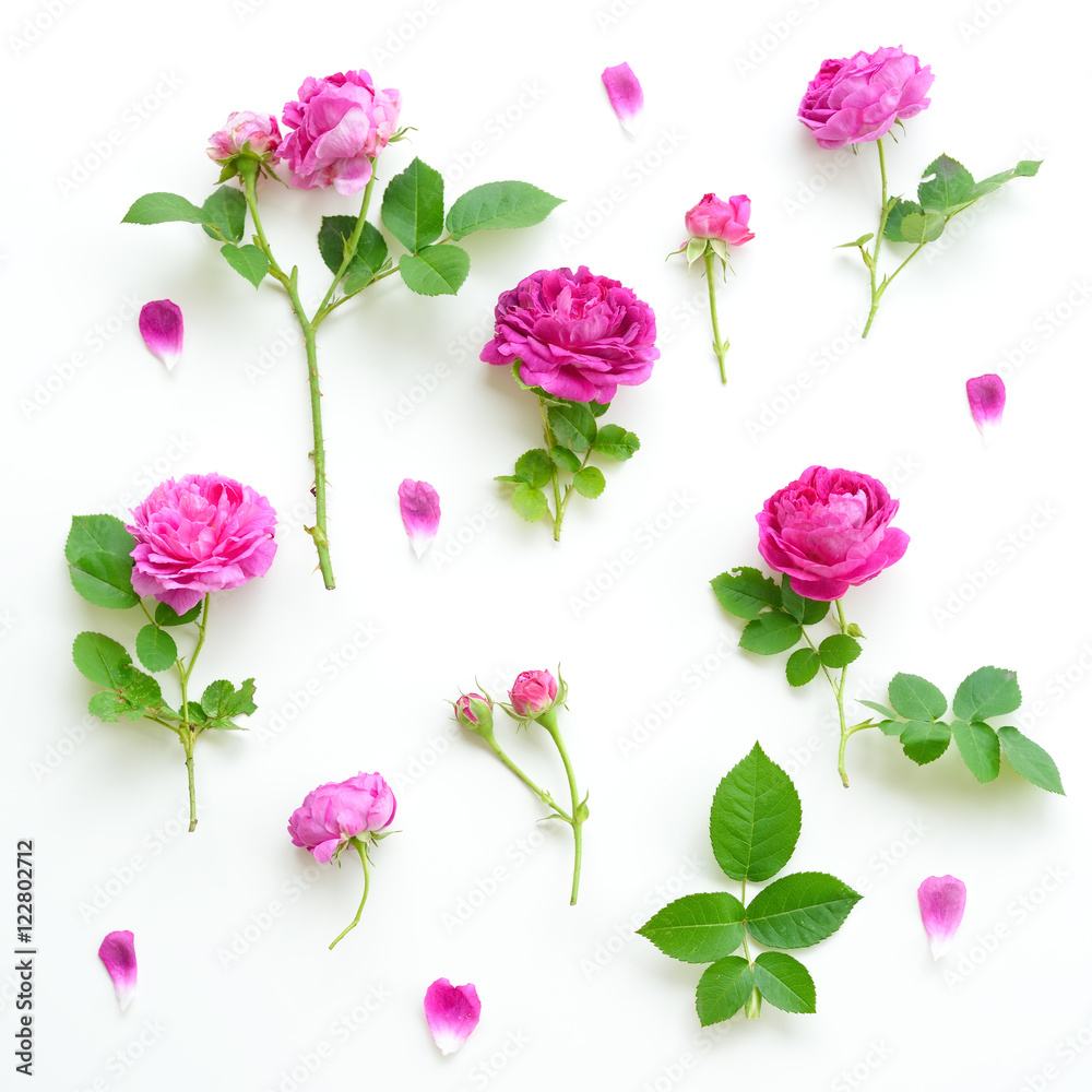 Obraz premium Różne różowe róże głowy na białym tle. Róże i liście rozrzucone na stole, tapeta z widokiem z góry. Widok płaski kwiatów świeckich, widok z góry.