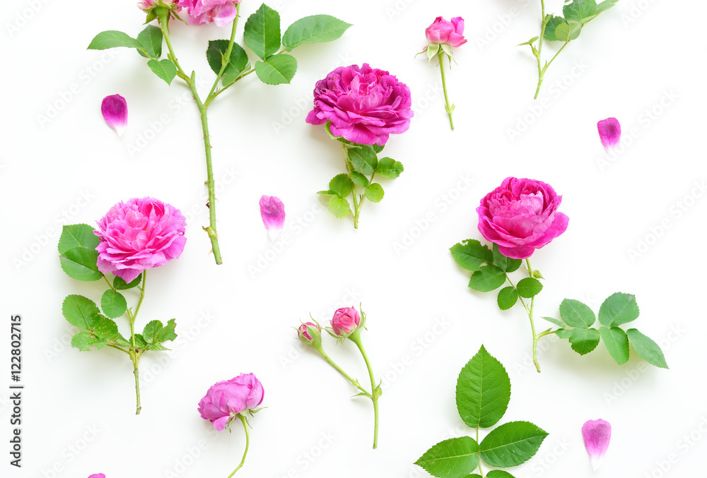 Assorted pink roses heads on white background. Roses and leaves scattered on a table, overhead view wallpaper. Flat lay, top view of flowers. Assorted pink roses heads on white background. Roses and leaves scattered on a table, overhead view wallpaper. Flat lay, top view of flowers.