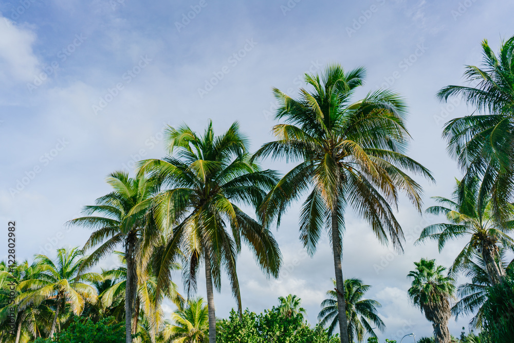 Palm trees in the resort town of Varadero, Cuba