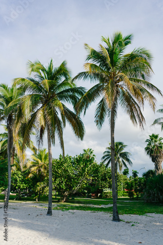 Palm trees in the resort town of Varadero, Cuba © vladimir krupenkin