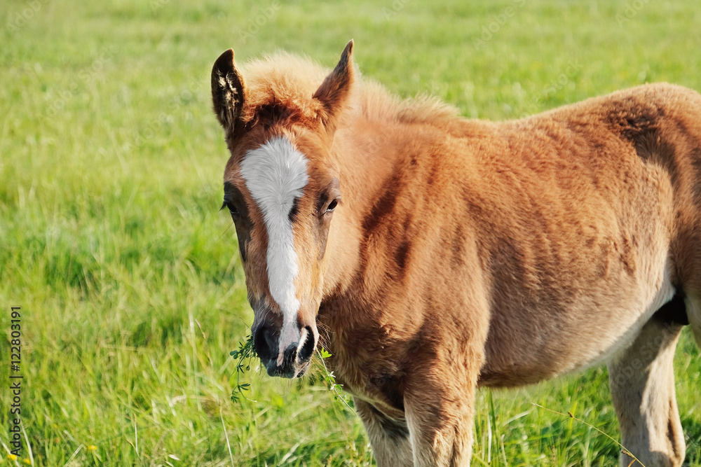 Fototapeta premium Little foal grazing in field