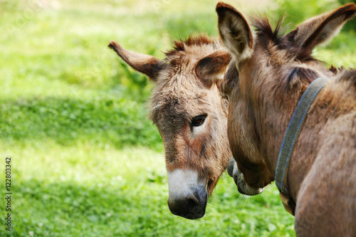 Donkeys on green grass background © Africa Studio