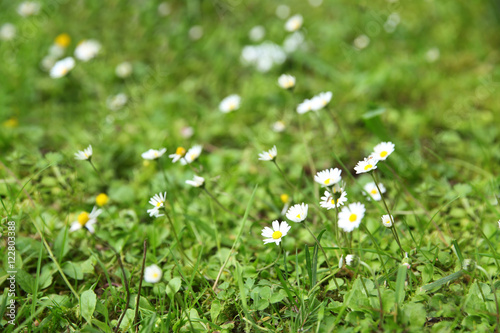 Fototapeta Naklejka Na Ścianę i Meble -  Beautiful wildflower meadow