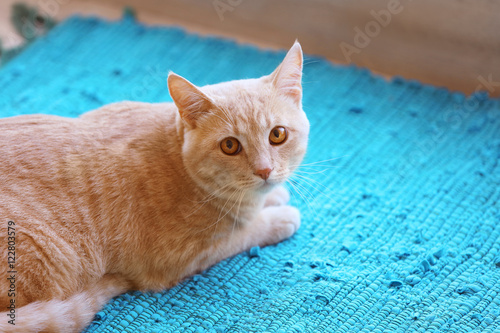 Funny cat on bright carpet © Africa Studio