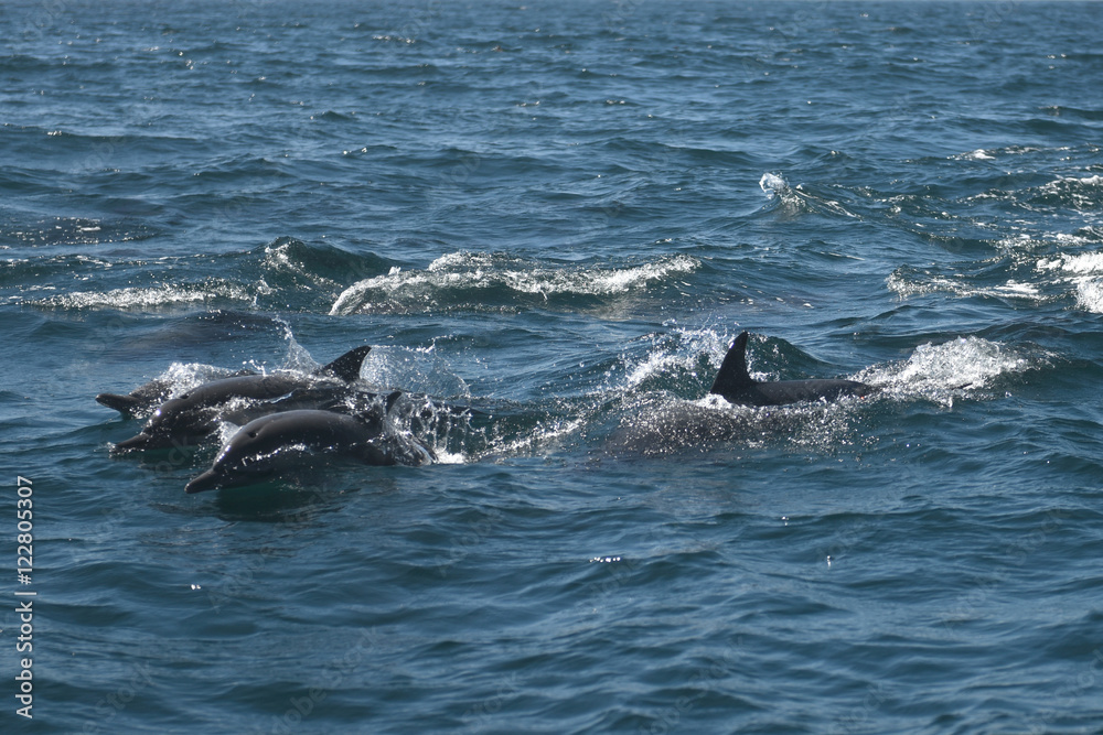 Fototapeta premium Bottlenose Dolphins