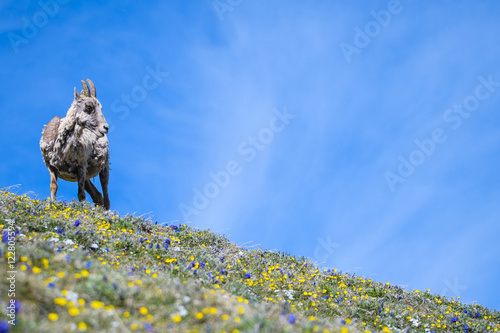 Sheep on the hill