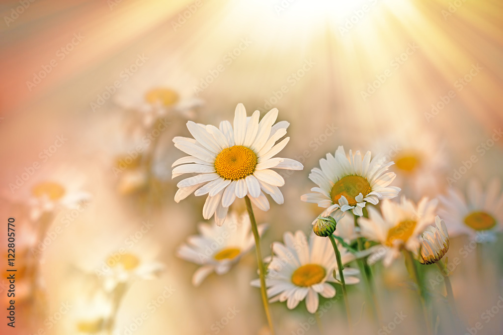 Daisy flowers in meadow lit by sUn rays (sunbeams)