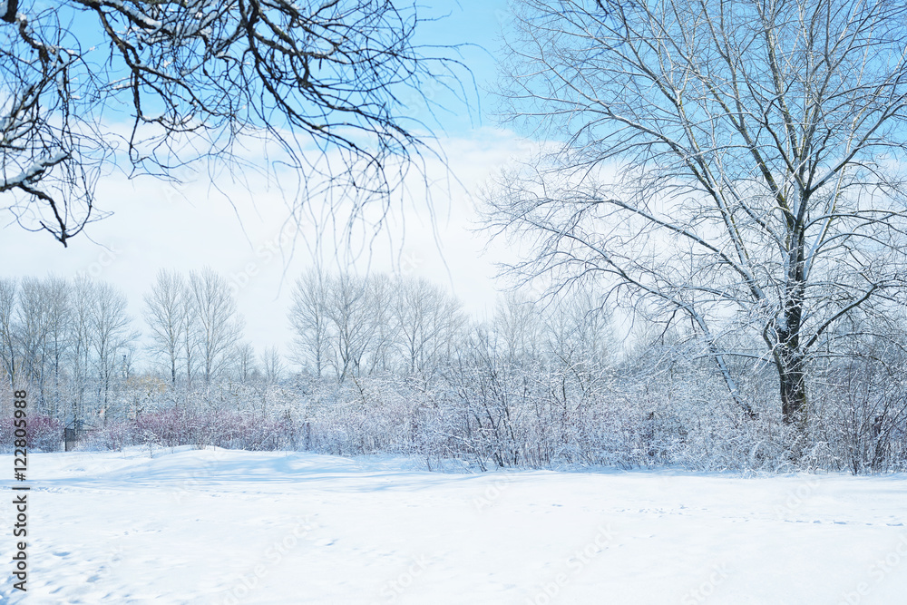Fototapeta premium Winter landscape with snow