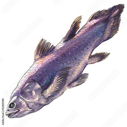 Coelacanth fish, latimeria chalumnae, isolated, watercolor illustration on white photo
