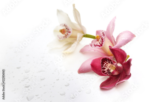 beautiful romantic orchid flower background with water drops