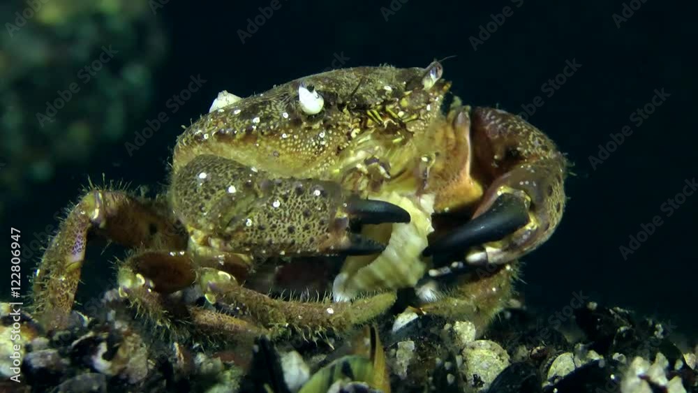 Warty crab (Eriphia verrucosa) is trying to crush with its claws the shell of gastropod Veined Rapa Whelk, medium shot.

