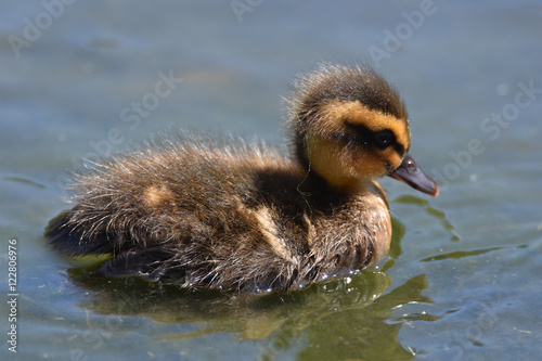 Mallard duckling on pond