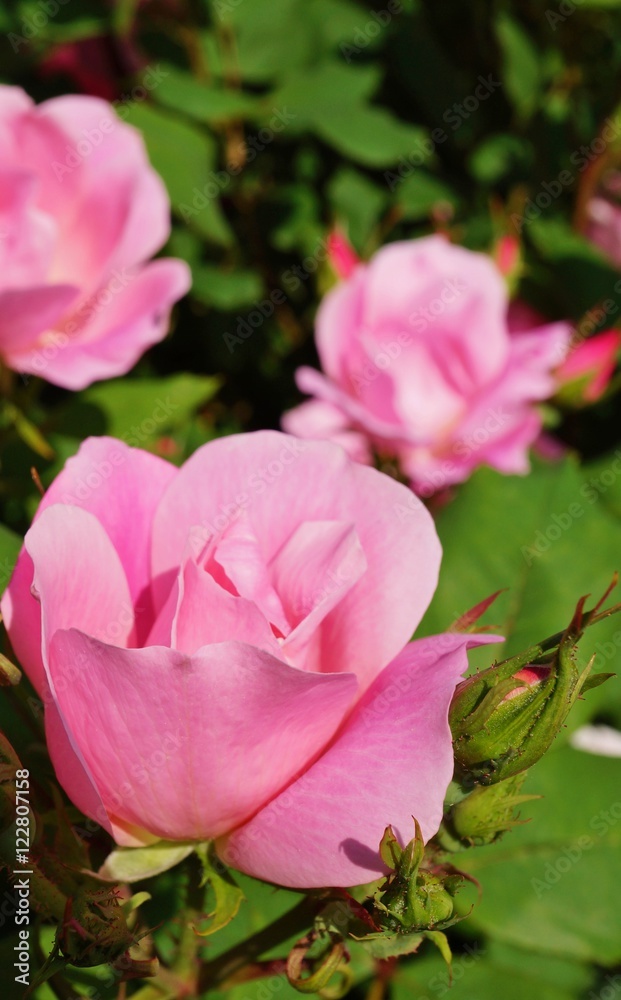 Baby pink rose flowers and buds