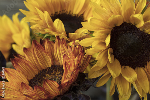 Fototapeta Naklejka Na Ścianę i Meble -  Orange and Yellow Bouquet of Sunflowers