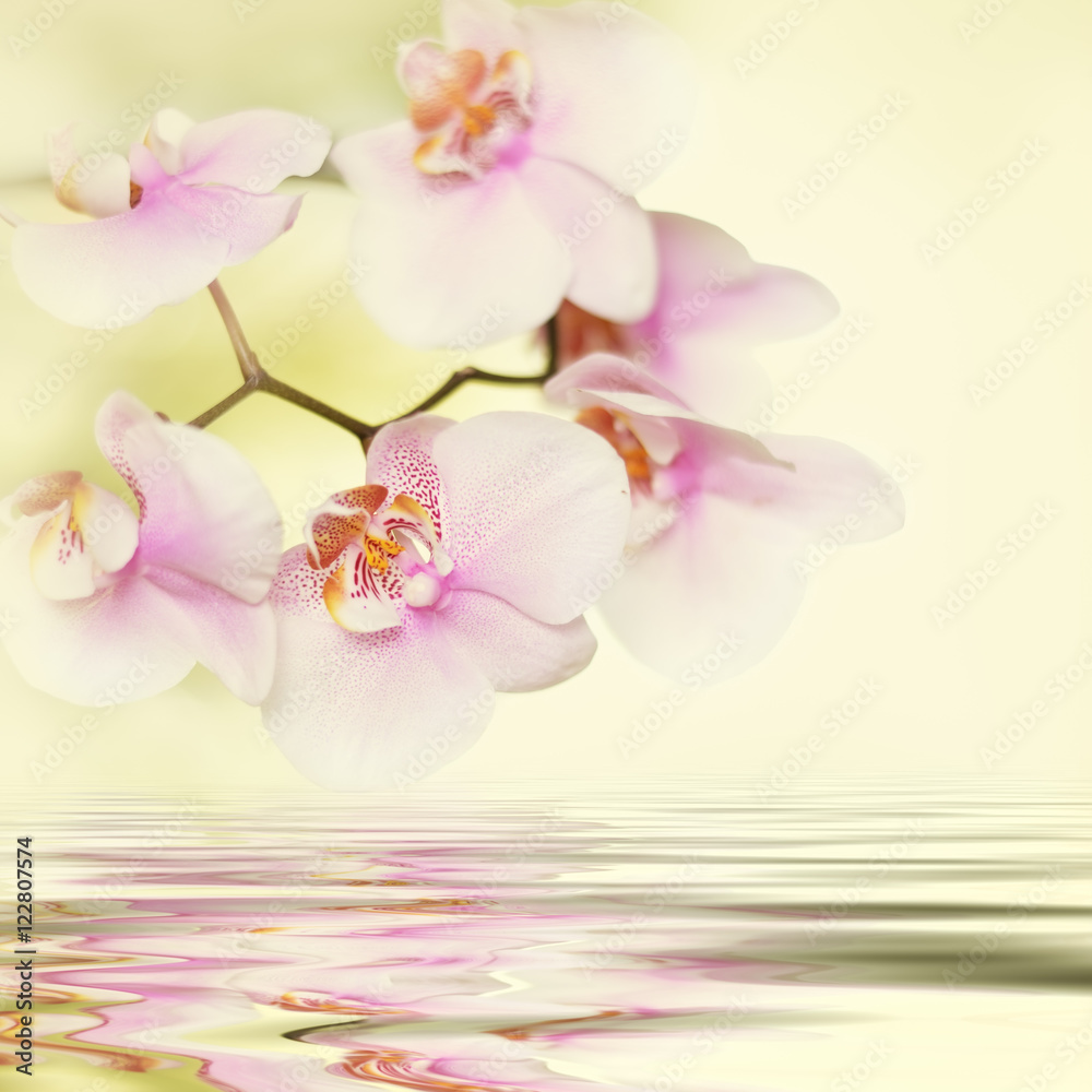 romantic pink orchid flower background reflected in water