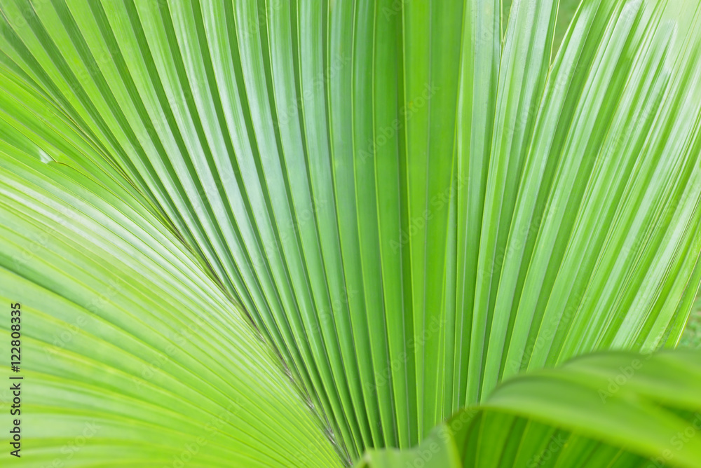 Green palm tree leaf as a background