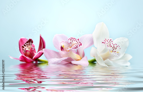 beautiful romantic orchid flower background reflected in water