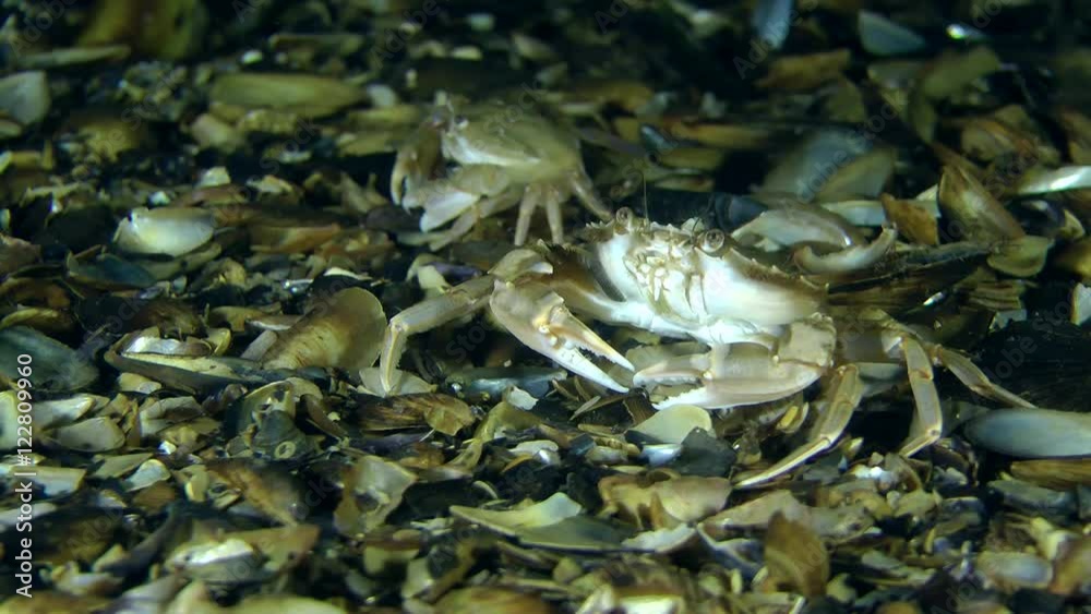 Short scuffle of two Swimming crab.
Short scuffle of two Swimming crab.