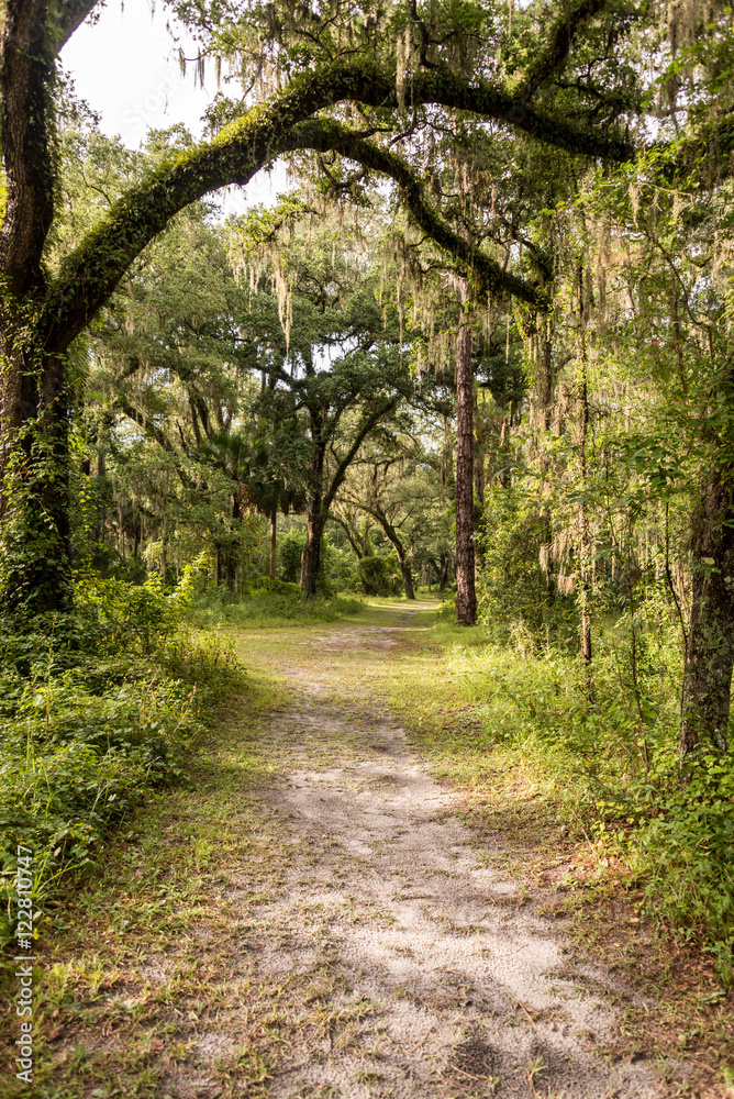 Fototapeta premium A path through the trees