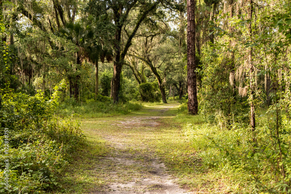 Fototapeta premium A road less traveled