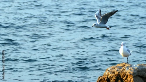 Seagull and cormorant - pan right, UHD photo