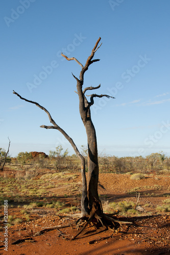 Burnt Tree - Outback Australia