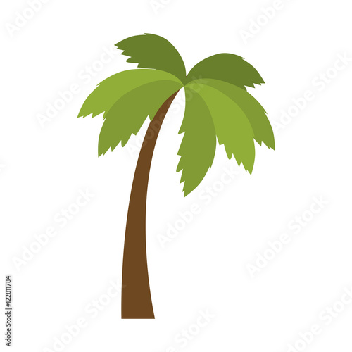 tropical green palms plant tree. summer symbol. vector illustration