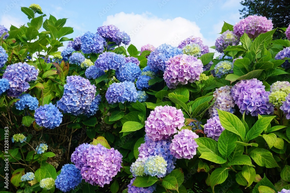 Purple, blue and pink heads of hydrangea flowers Purple, blue and pink heads of hydrangea flowers