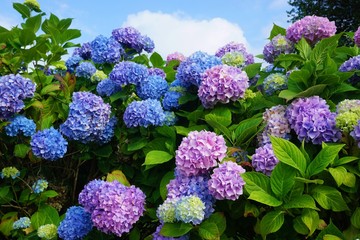 Leinwandbilder Hortensie Lila Blaue und Rosa Hortensienblüten  © eqroy