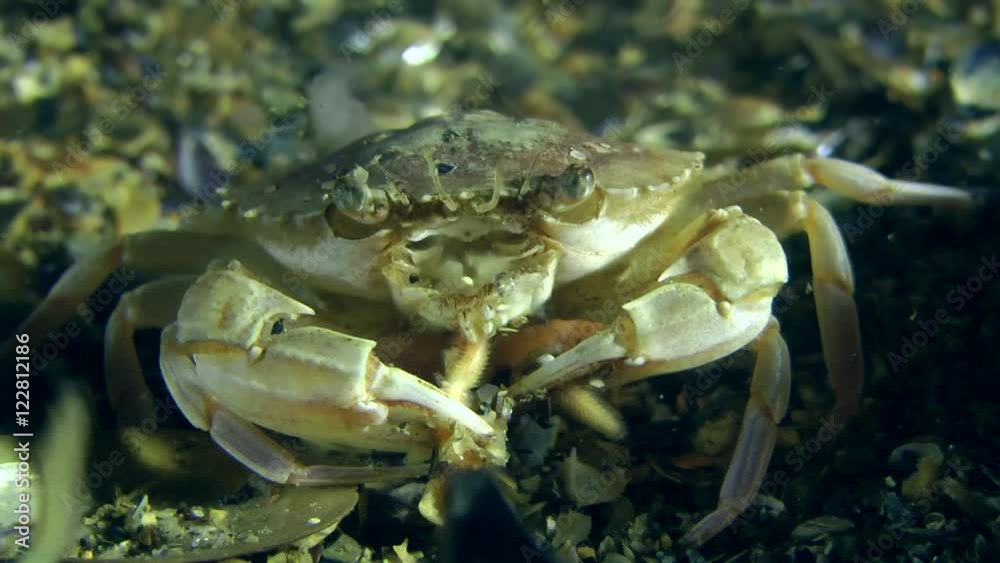Swimming crab eats polychaete (Nereis sp.).
Swimming crab eats polychaete (Nereis sp.).