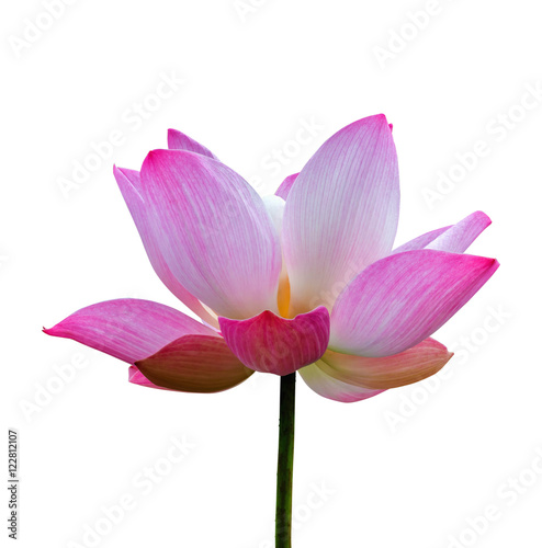 Lotus flower plant isolated on white, Clipping path