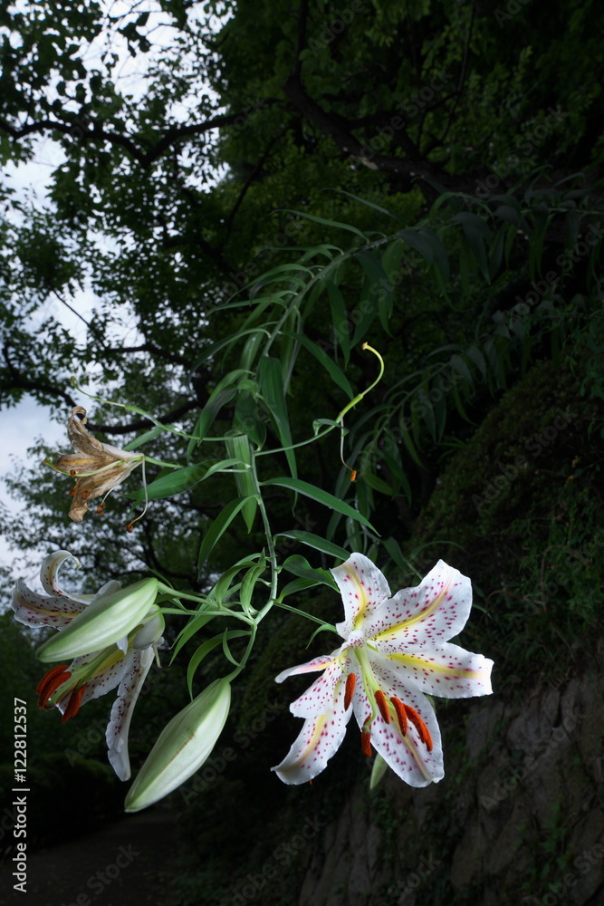 Gold-banded lily