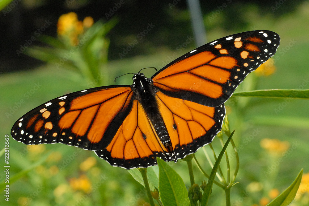 Naklejka premium male monarch butterfly with wings spread, feeding on yellow tropical milkweed plants