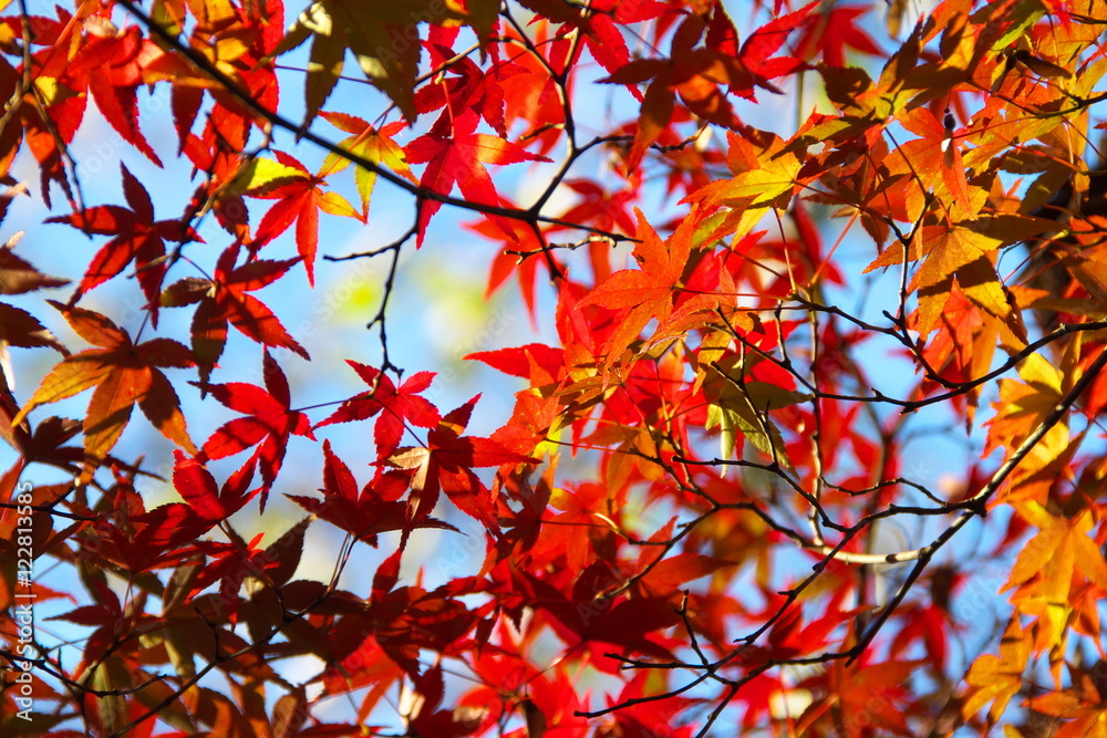 紅葉 紅葉