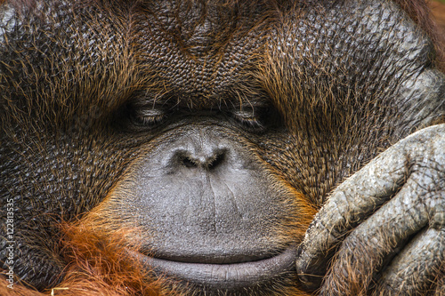 Orangutan portrait in Chiang Mai zoo, Thailand