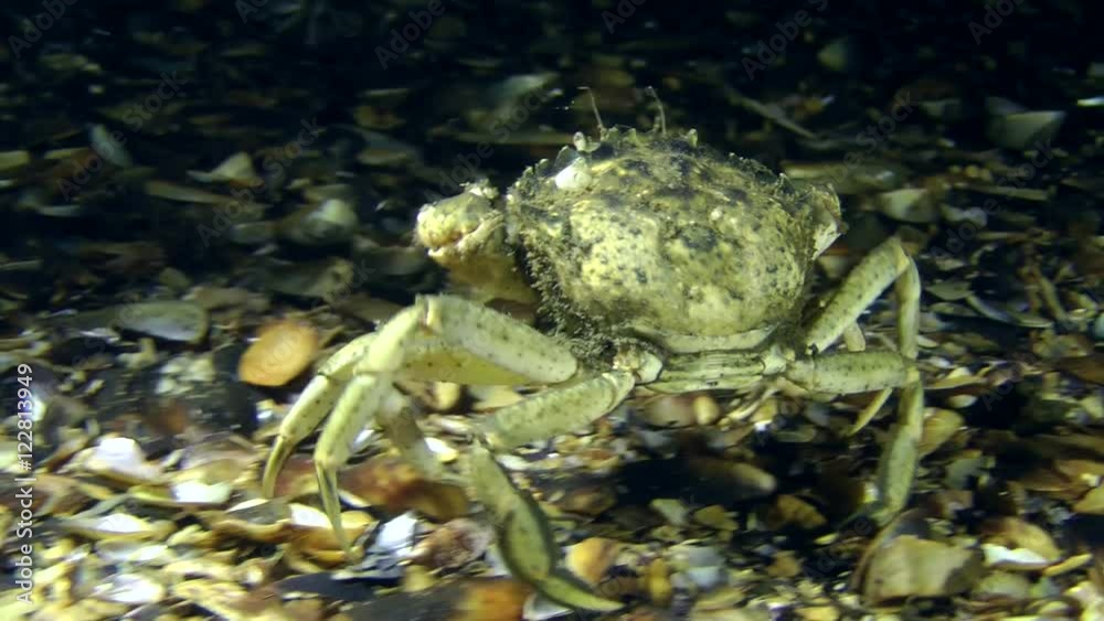 Big Green crab (Carcinus maenas) walking along the bottom, then leaves the frame.
Big Green crab (Carcinus maenas) walking along the bottom, then leaves the frame.