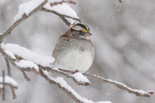 White-throated Sparrow (zonotrichia albicollis) in Snow