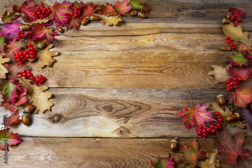 Thanksgiving background with berries, acorn and fall oak leaves