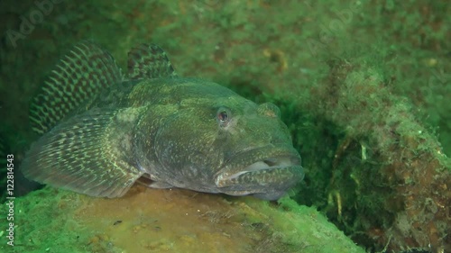 Big Knout goby (Mesogobius batrachocephalus) lies among the ancient amphorae, close-up.
 photo