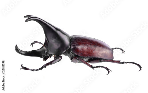 Rhinoceros beetle on white background photo
