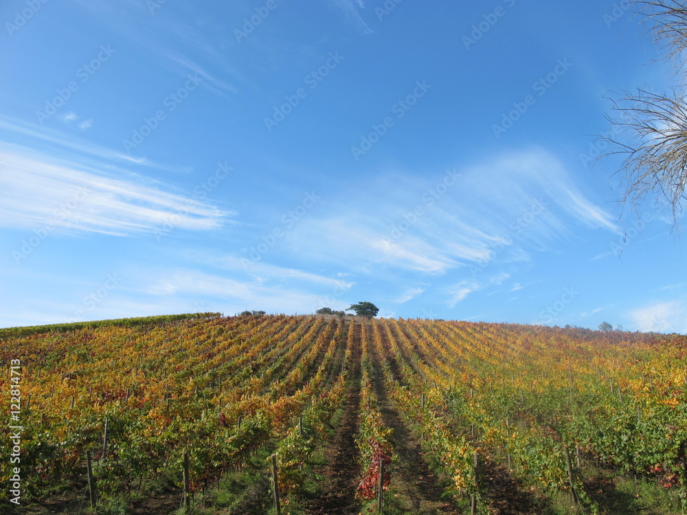 Chilean Vineyard