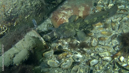Big Knout goby (Mesogobius batrachocephalus) with sticking out of his mouth the tail of swallowed fish.
 photo