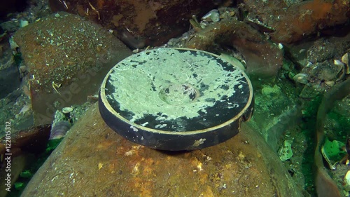 Ancient Greek fish plate covered with lime excrescence among the amphora on the sea bottom (Black-glazed ware).
