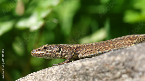 Common lizard sunbathing on a granite rock against blurred green leaves
