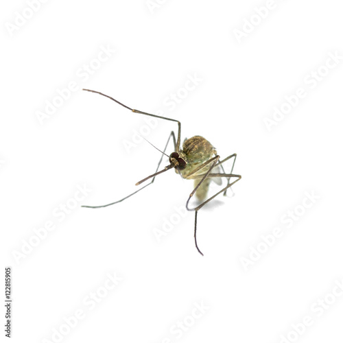 mosquito close-up isolated on white background