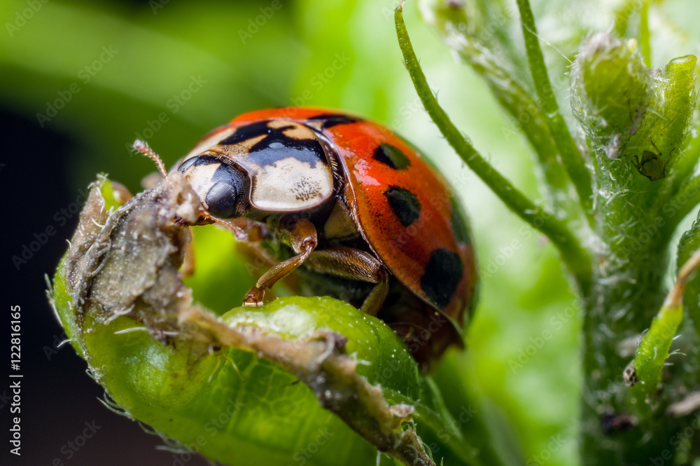 ladybug ladybug