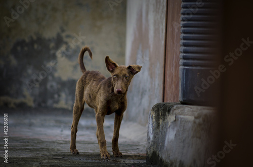 Dog puppy standing looking sideways