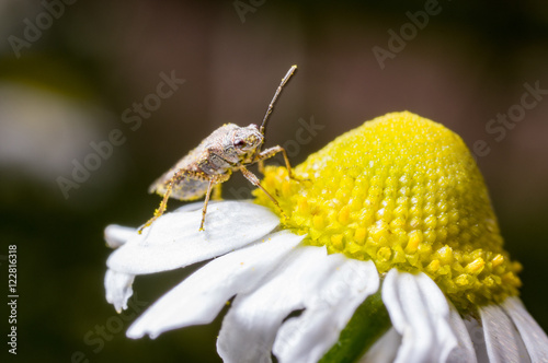 A little bug on a flower