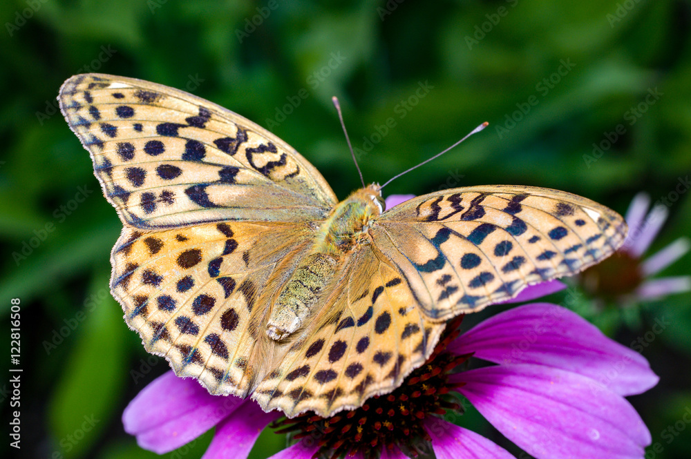 Naklejka premium A butterfly, a silver washed butterfly, Argyronome ruslana